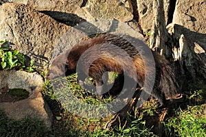 Brown Wolverine Straying Around In Ranua Zoo Finland