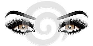 Brown woman eyes with long false lashes with eyebrows.