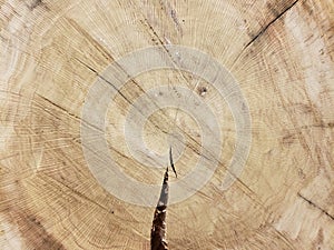 A brown wood background and textures