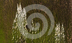 Brown wood background. Wooden plank of a tree trunk close-up with roughness, cracks, signs of aging and uneven coloring