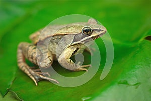 Brown wood frog on a waterlily in a pond in nature