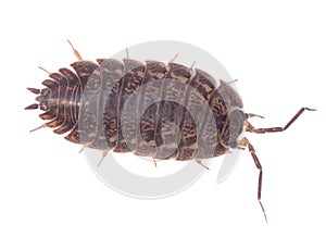 Brown wood louse isolated on white background