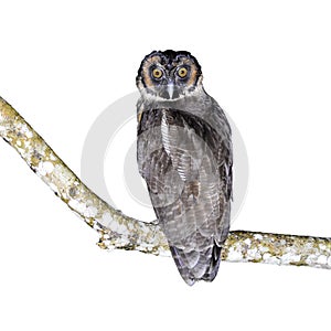 Brown Wood Owl