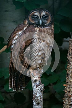 Brown wood owl