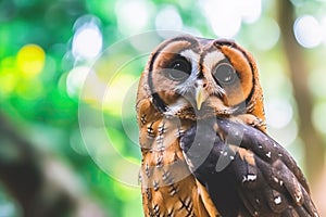 Brown Wood Owl in Malaysia Forest