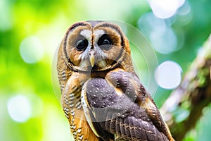 Brown Wood Owl in Malaysia Forest