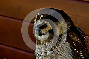 A brown wood owl is resting in a shed.