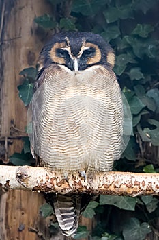 Brown wood owl (Strix leptogrammica