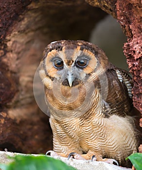 Brown wood owl, Strix leptogrammica