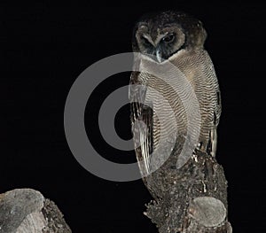 Brown Wood Owl, Strix leptogrammica newarensis
