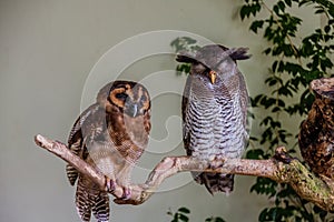 The brown wood owl (Strix leptogrammica) left and  the barred eagle-owl (Bubo sumatranus) of Malaysia
