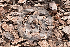 Brown wood shavings, wood chips background. Closedup. photo