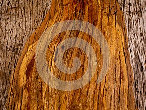 Brown wood texture. Abstract background, empty template