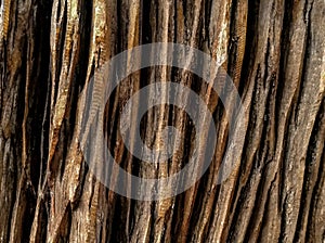 Brown wood texture for background