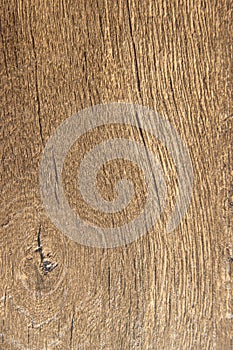 Background texture tree bark brown