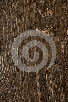 Background texture tree bark brown