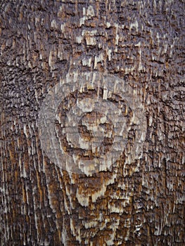 Brown wood texture. Dark wooden background with water drops