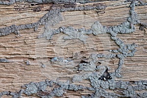 Brown wood texture