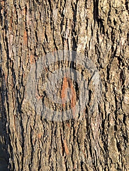 Brown wood textures detail