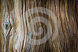 Wood tree texture photo