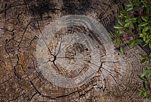 Brown wooden backround. Cross section of the tree with annual rings. Oak wood. Empty space for text. Grunge wooden texture