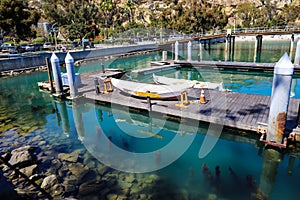 A brown wooden dock with white boats surrounded by silky green ocean water and rocks, lush green trees and parked cars