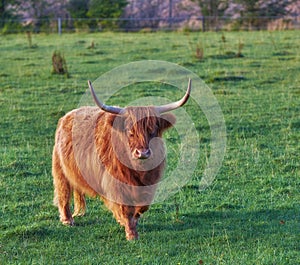 Brown woolly bull with large horns or antlers standing in a field of green grass. Highland cow grazing on a sustainable