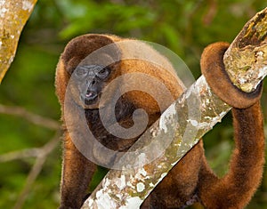 Brown Woolly Monkey