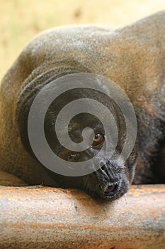 Brown woolly monkey