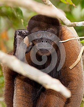 Brown Woolly Monkey portrait