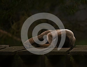Brown woolly monkey sleeping
