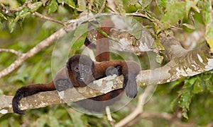 Brown Woolly Monkey on a tree