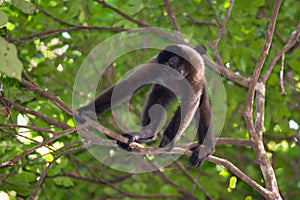 Brown Wooly Monkey photo