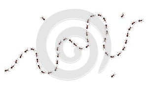 Brown worker ants trail line flat style design vector illustration isolated on white background.