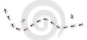 Brown worker ants trail line flat style design vector illustration isolated on white background.