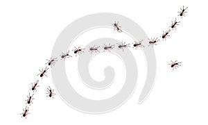 Brown worker ants trail line flat style design vector illustration isolated on white background.