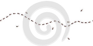 Brown worker ants trail line flat style design vector illustration isolated on white background.