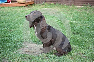 A brown working type cocker spaniel pet gundog sitting