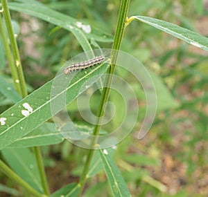 Brown worm eating leaves