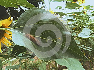 Brown worm on green leavesOn the sunflower tree