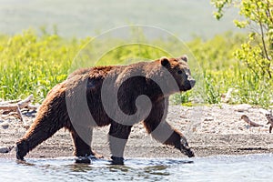 Brown wounded bear Ursus arctos beringianus going along the lake Kamchatka, Russia