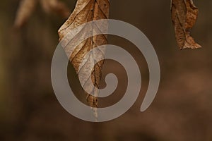 Brown wrinkled beech leaves hanging on the branch in the forest