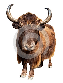 Brown yak isolated on white background