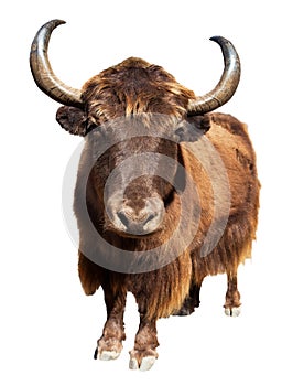Brown yak isolated on white background photo