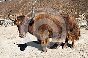 Brown Yak latin bos grunniens or bos mutus on the way to Everest base camp - Nepal Himalayas mountains