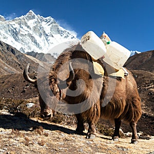 Brown yak and mount lhotse - Nepal Himalayas