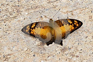 Brown with yellow and black pattern on wing of tropical insect on gray stone