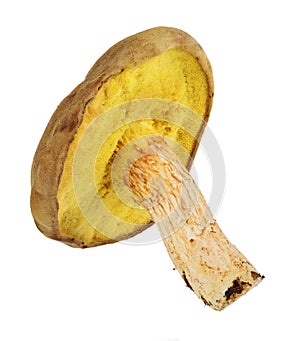 Brown and yellow bolet on white