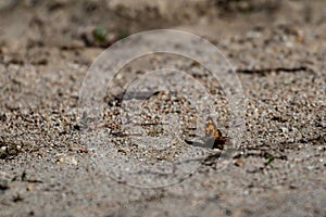 Brown yellow butterfly sitting on sandy ground