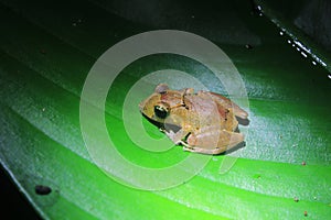 A brown, yellow colored tree frog with black, dark eyes and a line running from his eyes that sits on a bright green leaf